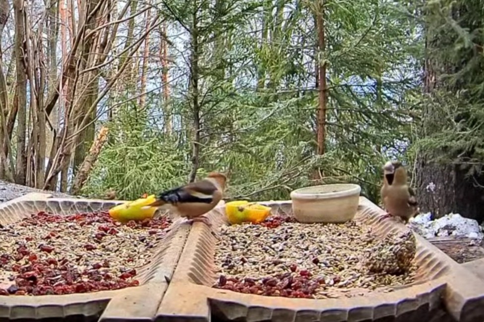 livebirdspoland_e0bb2bba51eb7d2aa4d2fd722045d7c4.jpg
