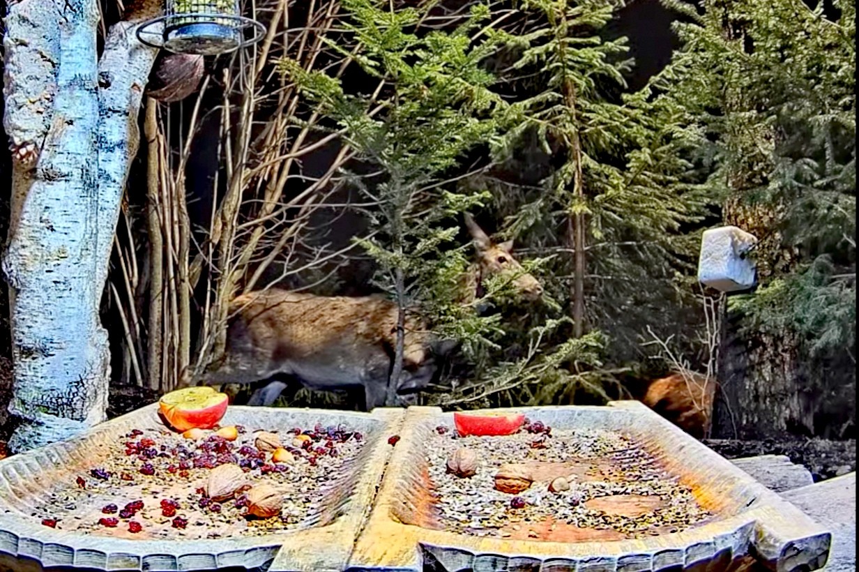 livebirdspoland_d697f68375eeb56392340b6530d27d71.jpg
