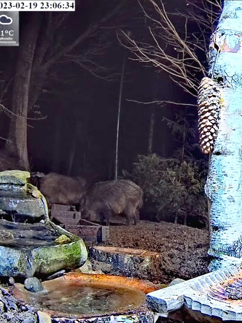 livebirdspoland_ddcdaa0aa874ab40b5410508d67b8bab.jpg
