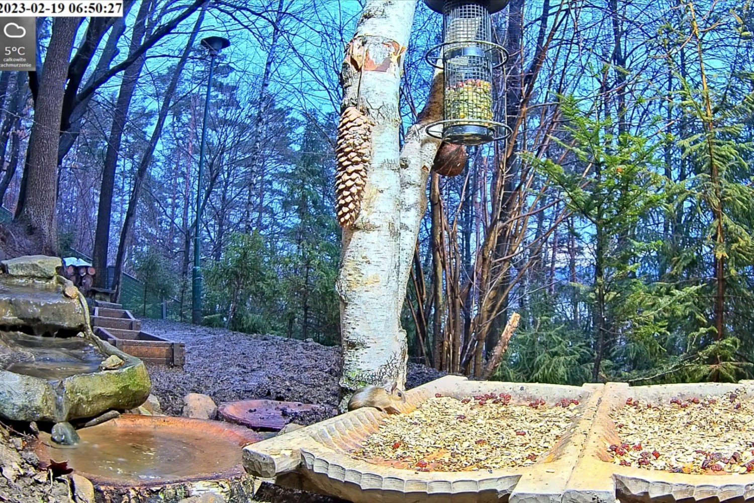 livebirdspoland_1414b2941aa68d2626073f5ce3a76d8b.jpg