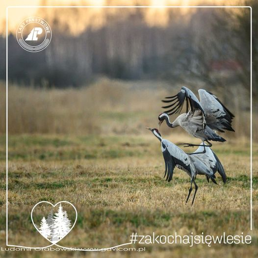 livebirdspoland_bba86c9237fe642fd67dbdf033db8c57.png