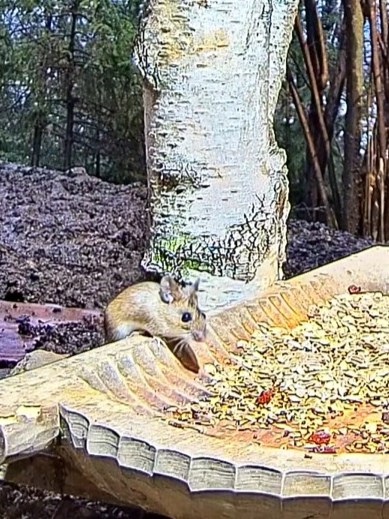 livebirdspoland_03c4e2f16695e1da9e83d2a6fb88593c.jpg