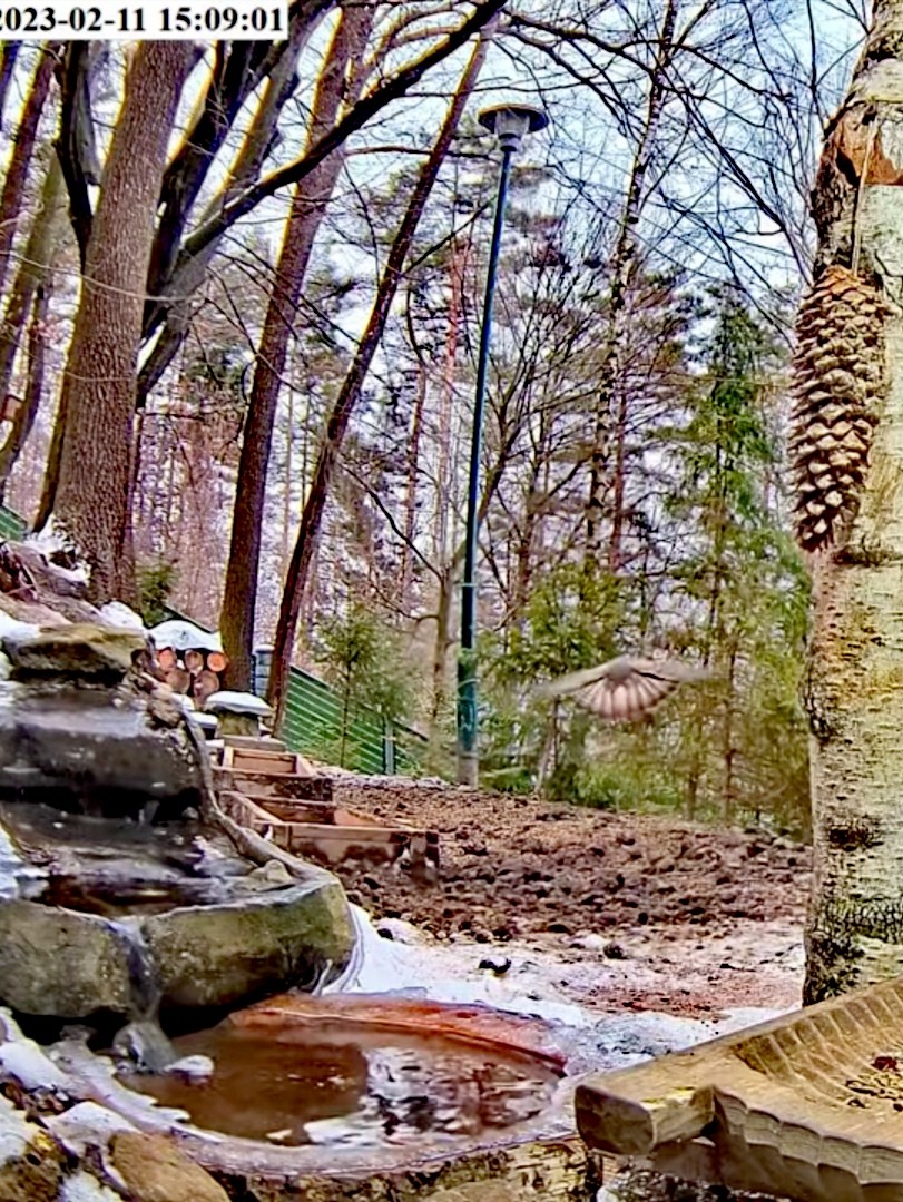 livebirdspoland_4e6c280a3e22f8157ba75acce086b842.jpg