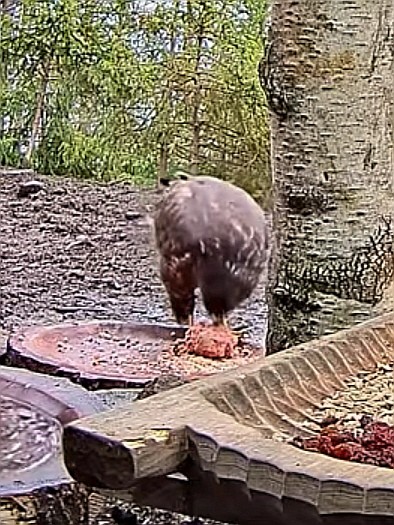 livebirdspoland_35eda946c223d0346713f8507ed05775.jpg