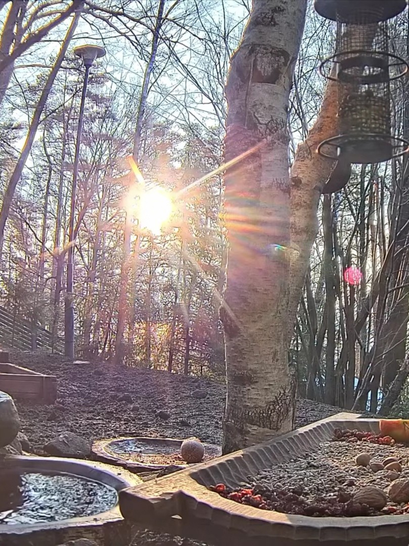 livebirdspoland_fd1ef2833490ab111ae37fabfa812957.jpg