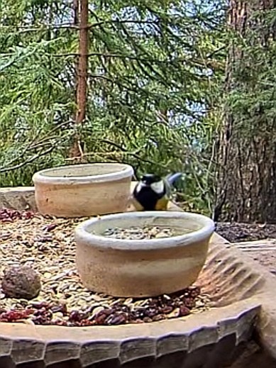 livebirdspoland_8b4dc9e6a438606f49b3c46eb0adb5a4.jpg