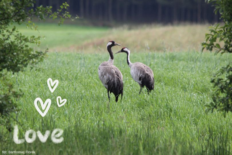 livebirdspoland_d0579d9739fd26c0e7834ec2f9237b53.png