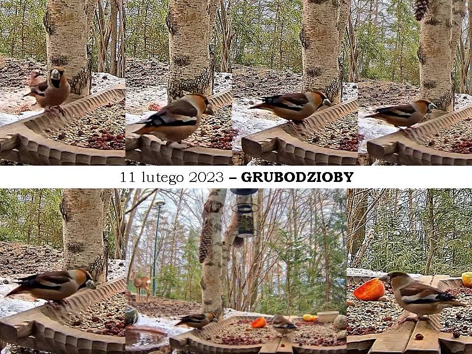 livebirdspoland_f20205413e86001305b2ecad82998b57.jpg