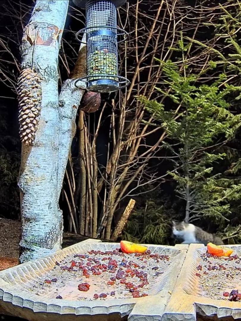 livebirdspoland_61e254498d697afed3b7921347b42ce6.jpg