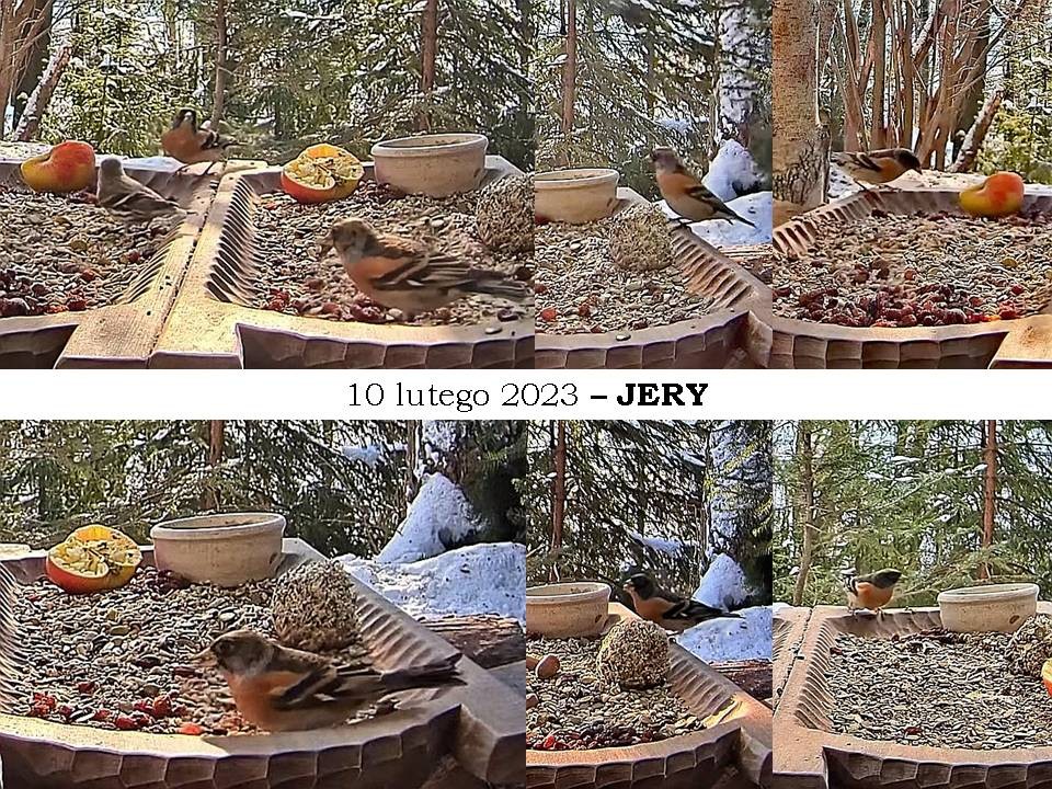 livebirdspoland_9bdd072790220960fee97a8220ed6a96.jpg