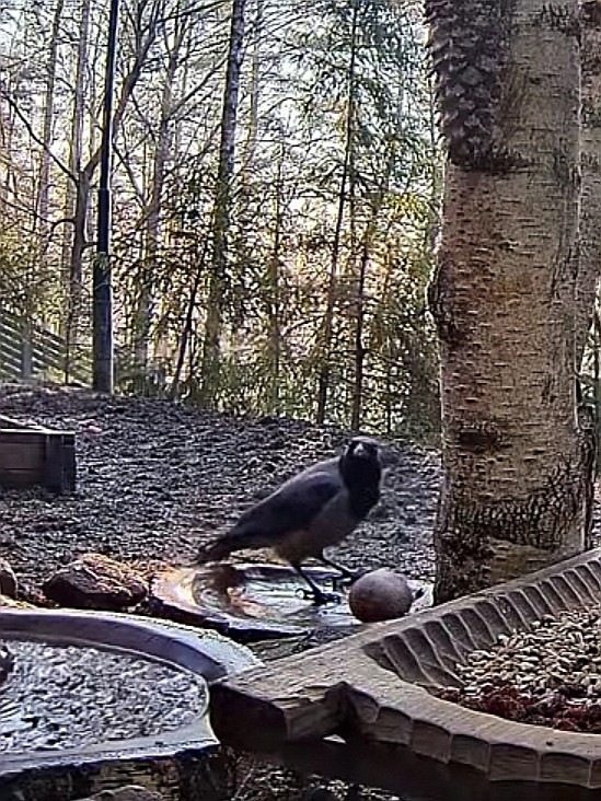 livebirdspoland_5f2f544bc4fd9c7714949d8ab8e94a1a.jpg