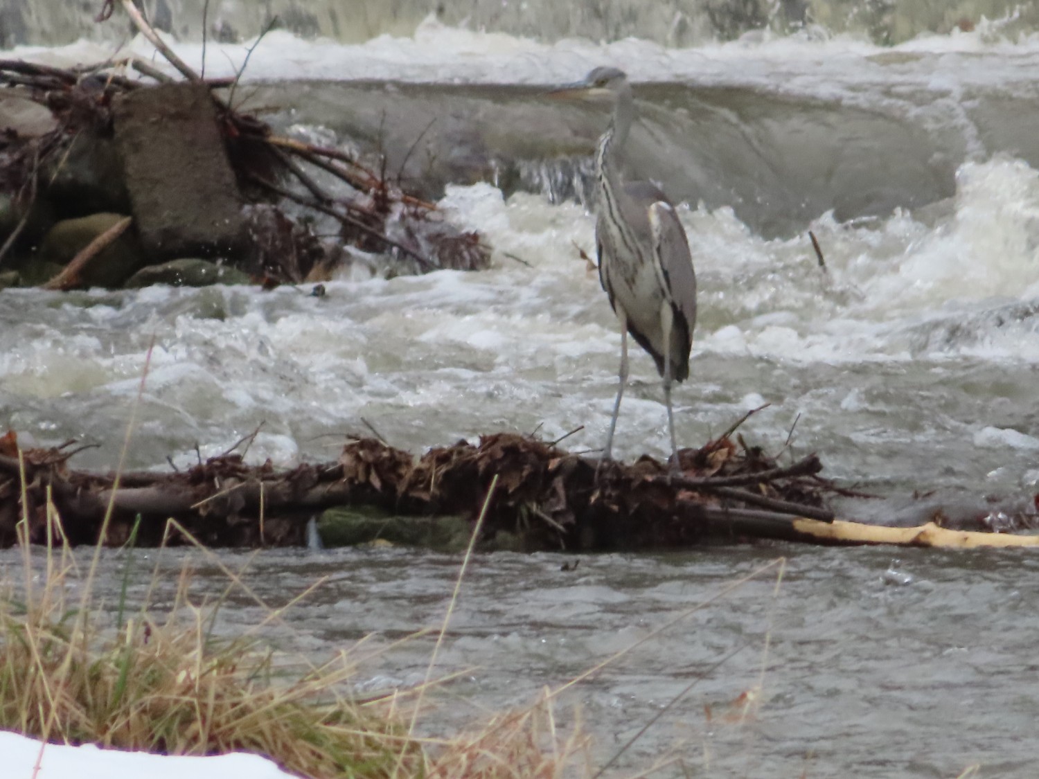 livebirdspoland_4d84692f494f450d1df8f7e15cd77a00.jpg