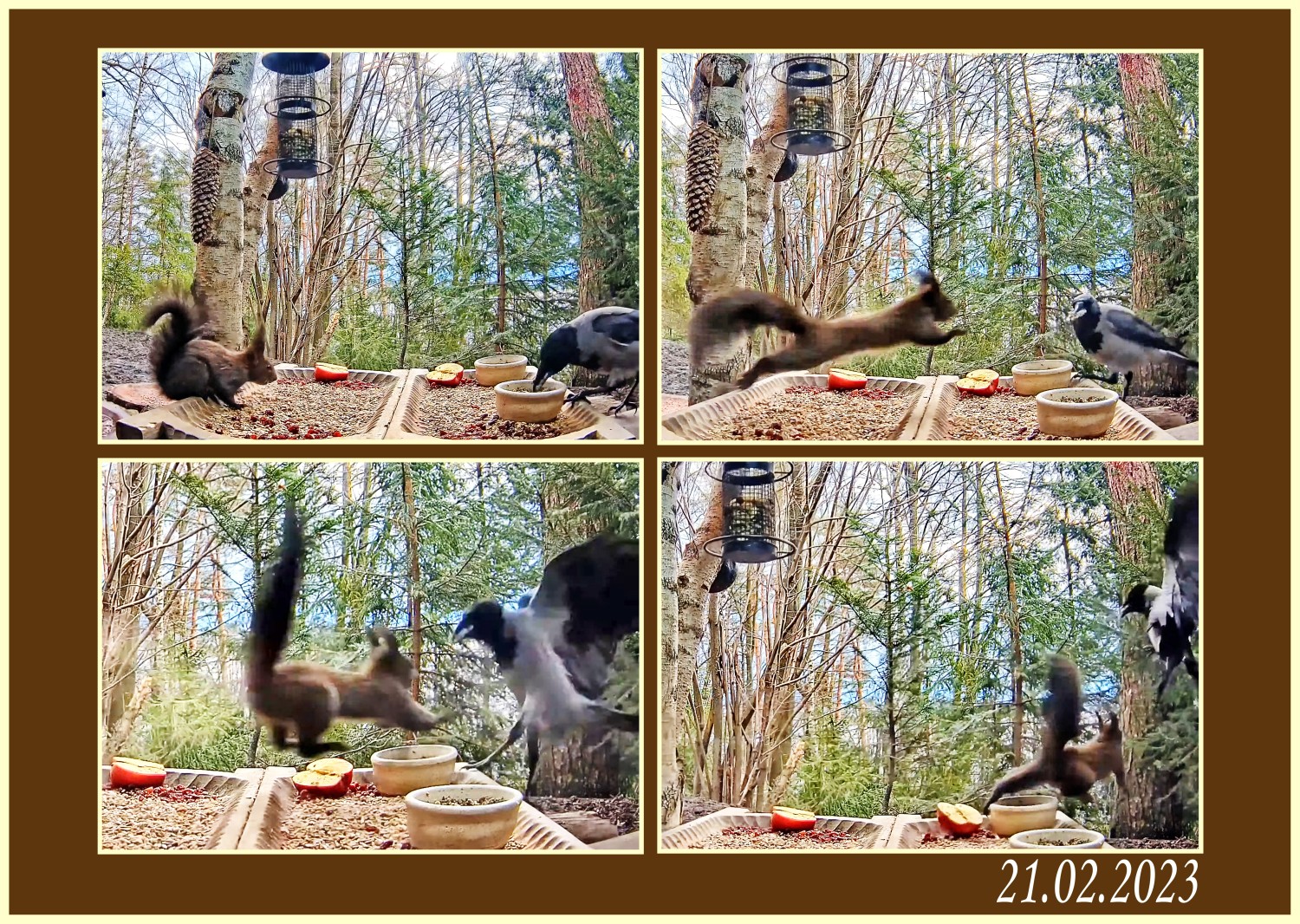 livebirdspoland_e78e776dcc372beec73fd317828a249f.jpg