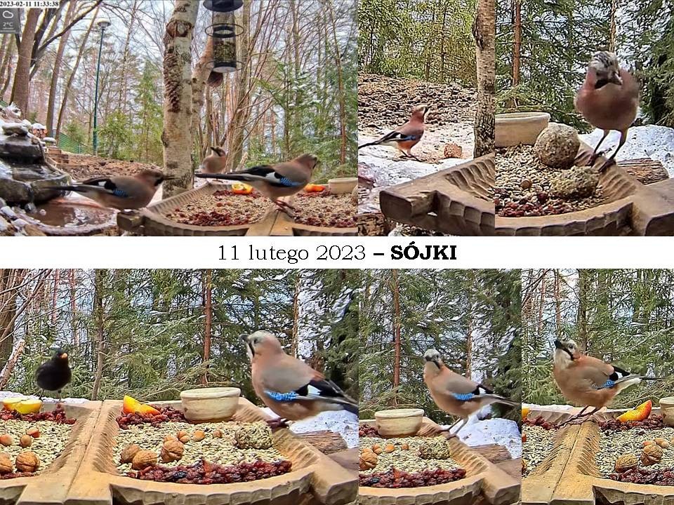 livebirdspoland_240f38222d34938fb26950a39e550b0c.jpg