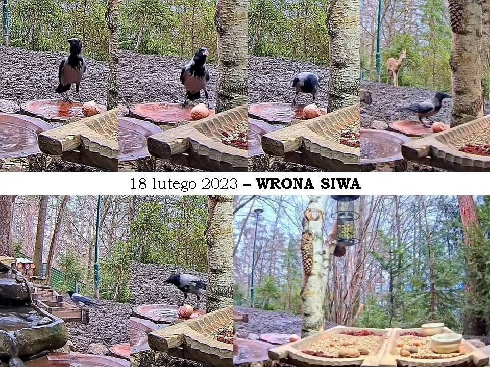 livebirdspoland_db506699d872f1f852f6090ce00a707a.jpg