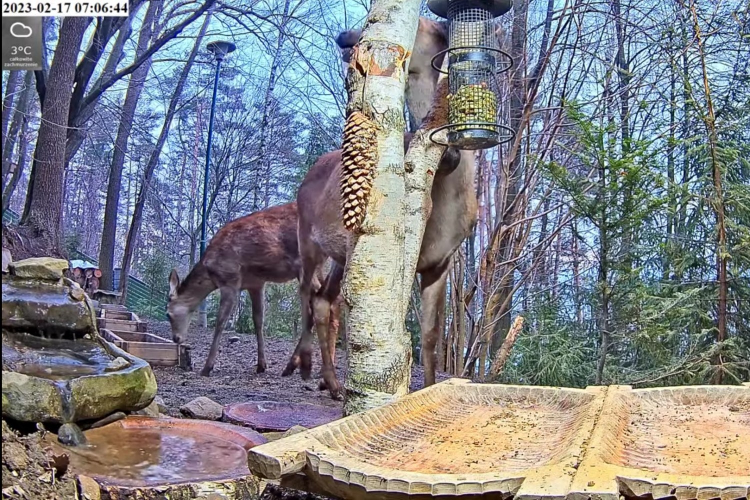 livebirdspoland_74e2e407ae153a19150101d218780a88.jpg