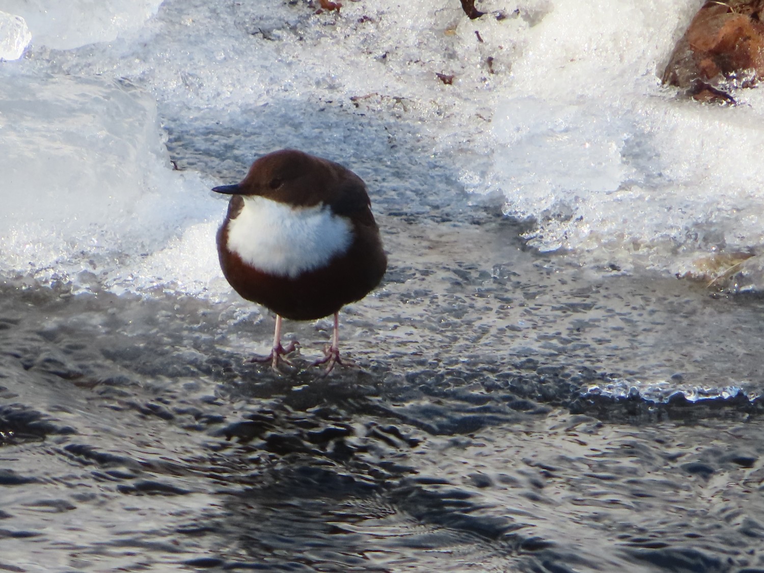 livebirdspoland_5a3161128d212a1708f3c42da9344a44.jpg