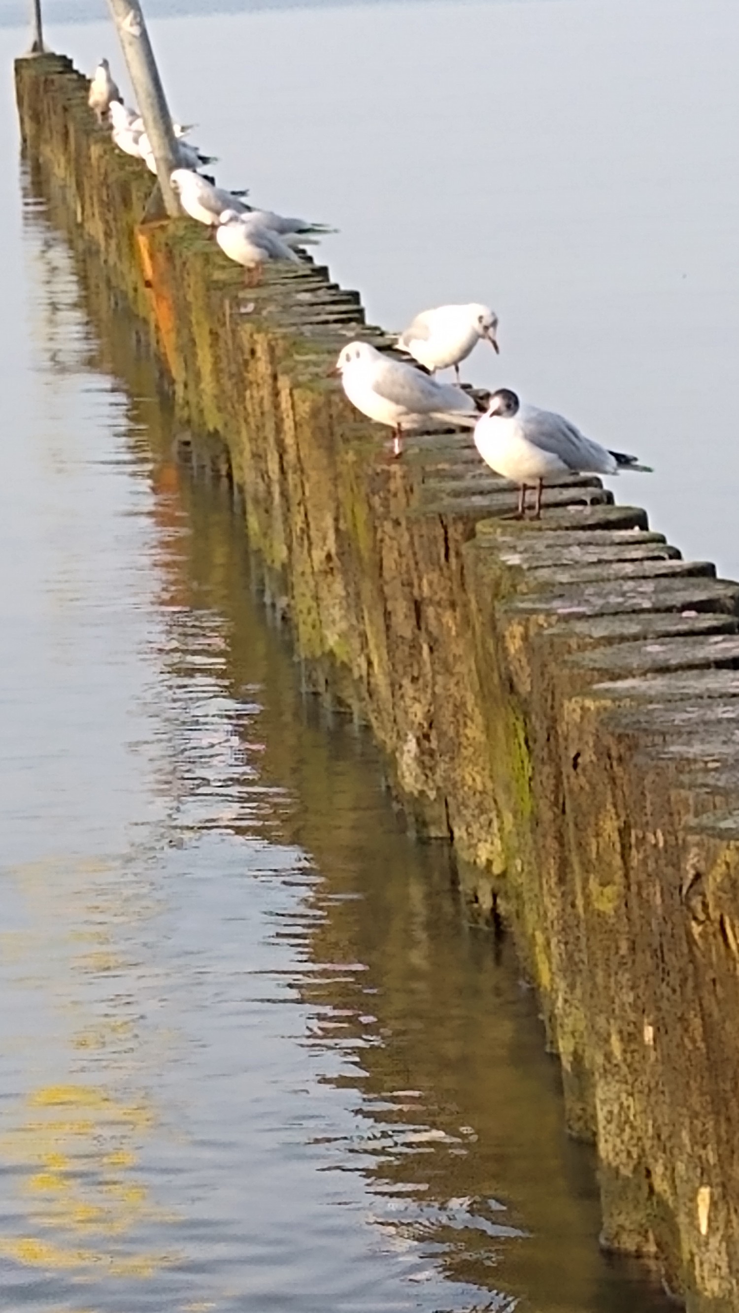 livebirdspoland_247b0b1545a105d635dedac3e1174212.jpg