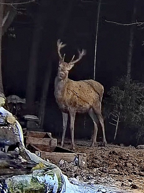 livebirdspoland_f7d7cd67273d963ea5251a1a9c16276d.jpg