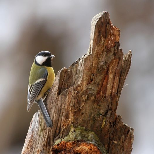 livebirdspoland_82c1000d066edc6b9e0bf0052ecacc31.png