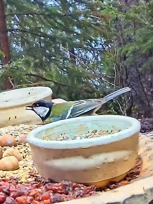 livebirdspoland_695ab58deb32e1ba6661a985c02c6b02.jpg