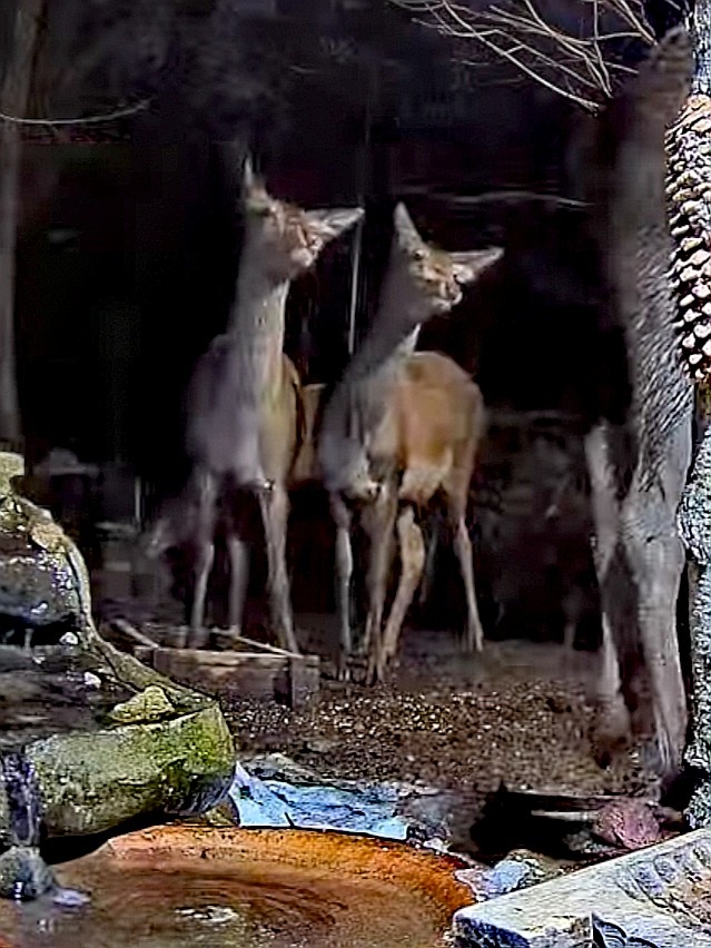 livebirdspoland_127953f6f26a5ed7d07ac5f8933c35ac.jpg
