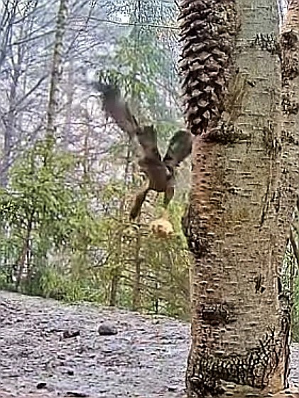 livebirdspoland_2e321977a46235d5262af0692b4e7d64.jpg
