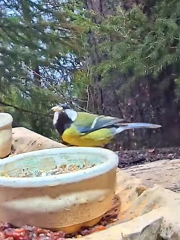 livebirdspoland_70e6d1b3b5bf00f6fb00bfe3644508e4.jpg