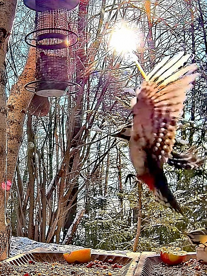 livebirdspoland_29520b57372195da9845b029208f8e41.jpg
