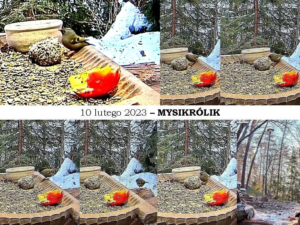 livebirdspoland_28103e73e478419f0bf72443e0263912.jpg