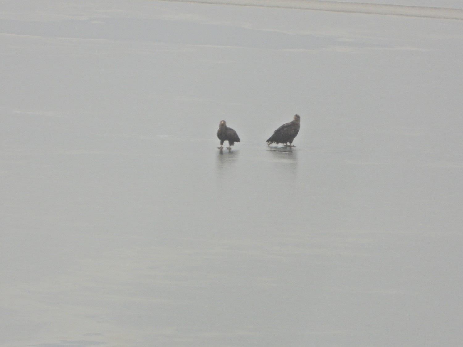 livebirdspoland_20c81abeae45407120c401f2767e6f8f.jpg