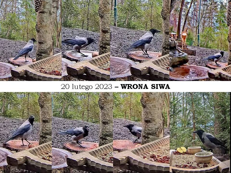 livebirdspoland_17fae512a6c878347b428e08abb42999.jpg