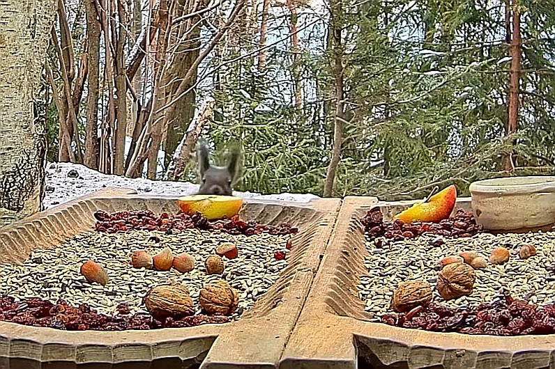 livebirdspoland_8b02ae325caf35991df055a7f25bdd42.jpg
