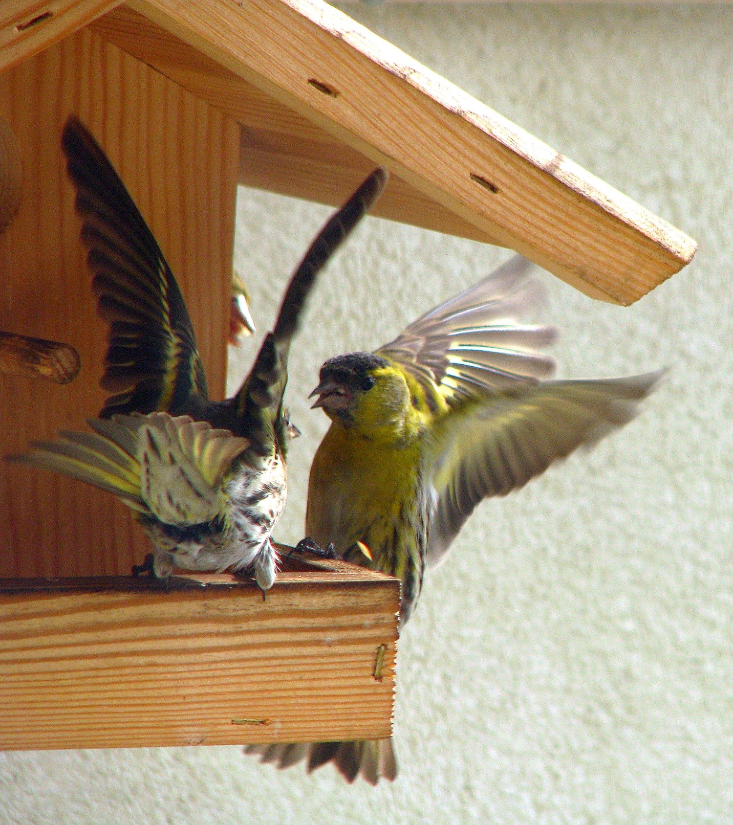 livebirdspoland_86273614a784ffddcb4fa6f6cc578d9a.jpg