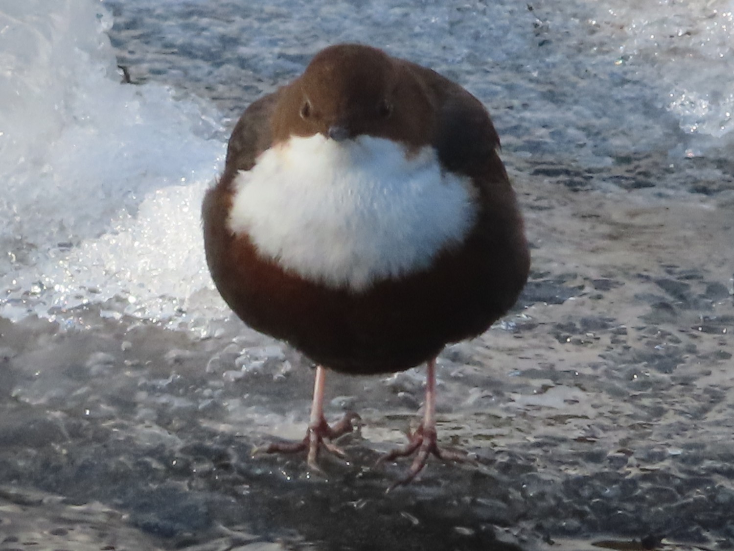 livebirdspoland_c43205a7f6b0c002e7098d9e263a32b4.jpg