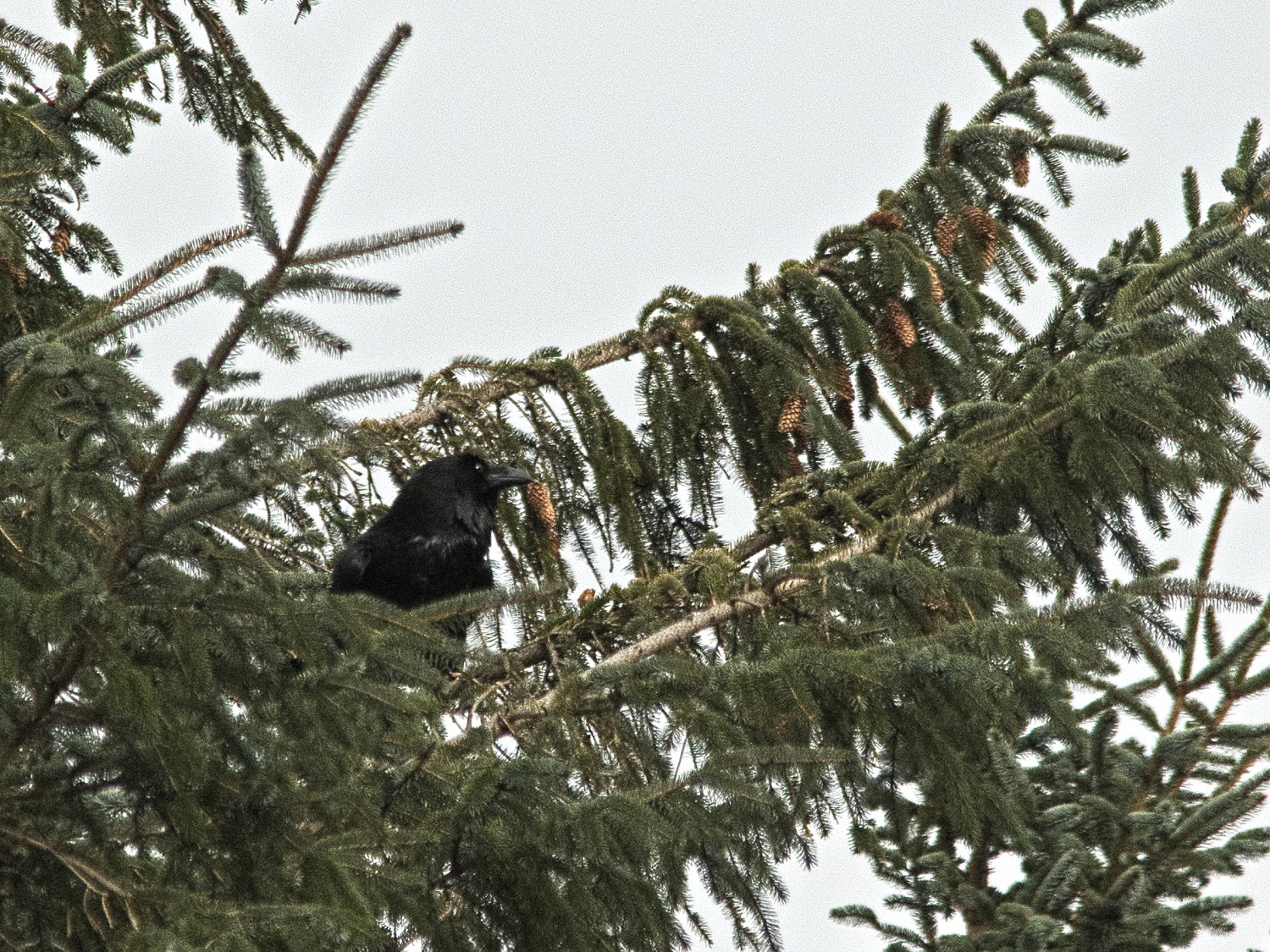 livebirdspoland_3ce44073f057feed06884f33fd906682.jpg