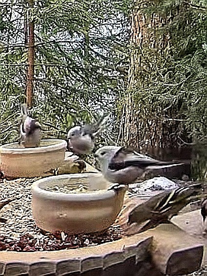 livebirdspoland_c88c3af05f2c0c57114fac24d399d80b.jpg