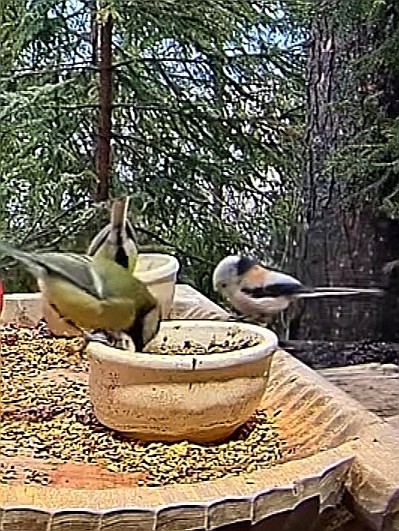 livebirdspoland_3893ca4e3113912f40b5c6a6f0aa69bc.jpg