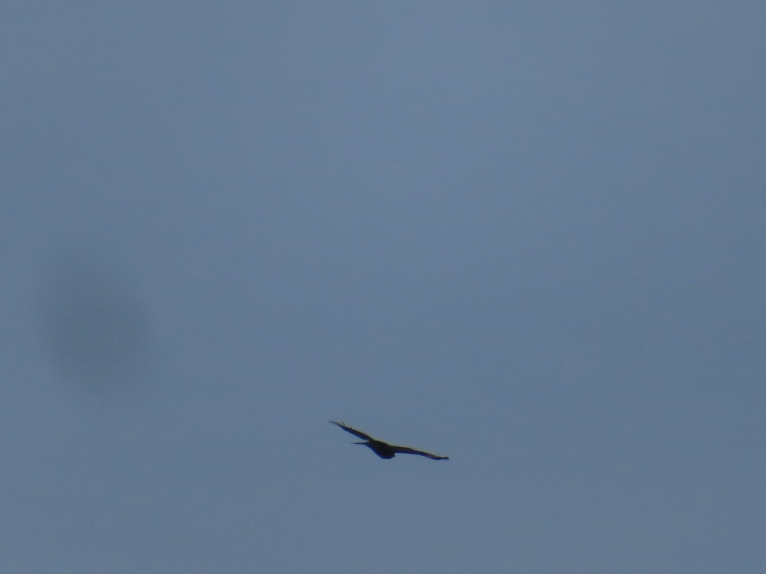 livebirdspoland_61cd76b973bc0fb9ddddab7f217723f8.jpg