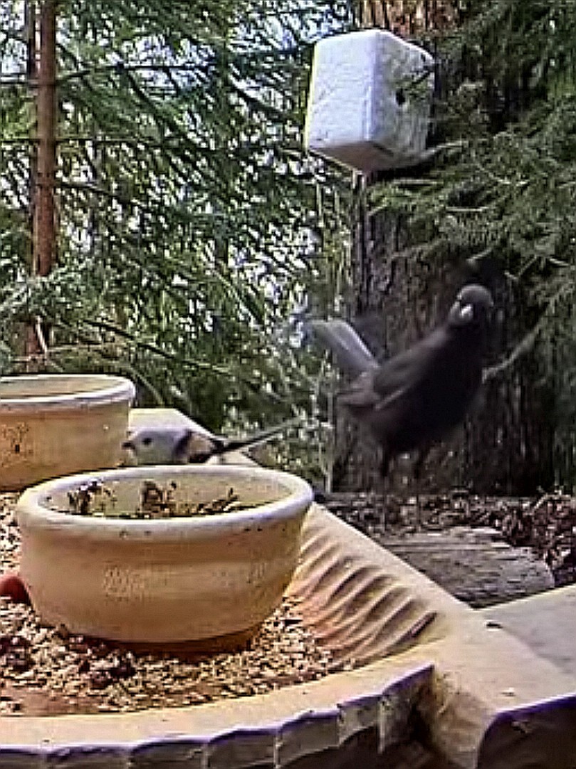 livebirdspoland_afec934a3dcfa0c24bb147de7387a3eb.jpg