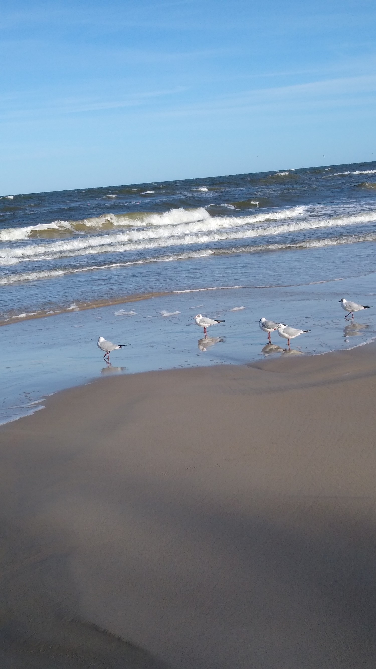 livebirdspoland_4980428f343db6f65b1910ab189501b2.jpg