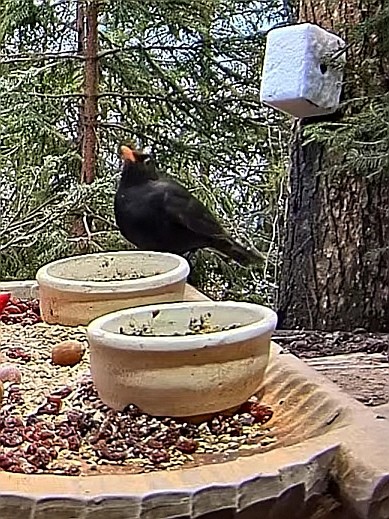 livebirdspoland_055113bee8b93e68a21fd28192414d99.jpg