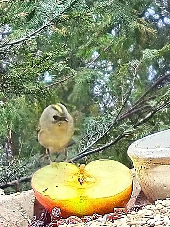 livebirdspoland_fb97b567571eda8b2e0f934580635840.jpg