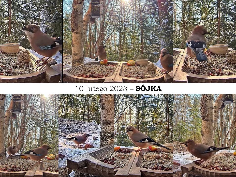 livebirdspoland_0f45a2c7ad37ba30dc60ded4f99360a1.jpg