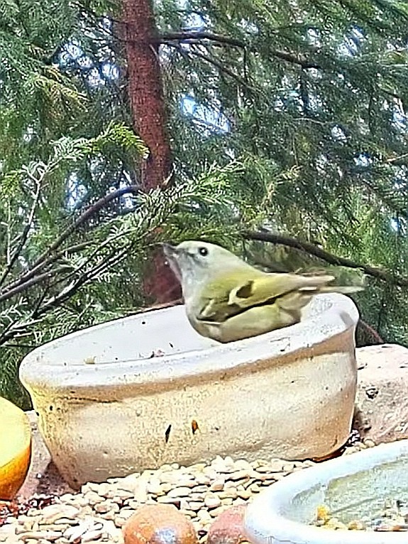 livebirdspoland_b089905df68e27749a988fb60008b8cb.jpg