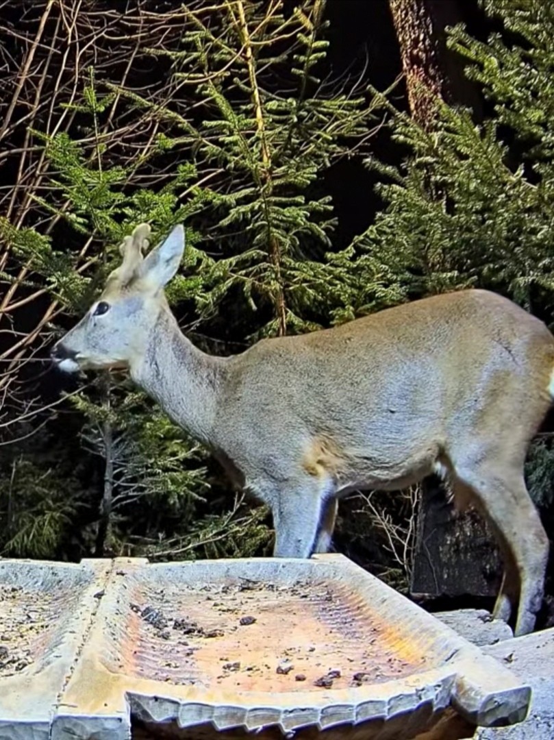 livebirdspoland_f532195e80c40404aacd2e0bcef51692.jpg