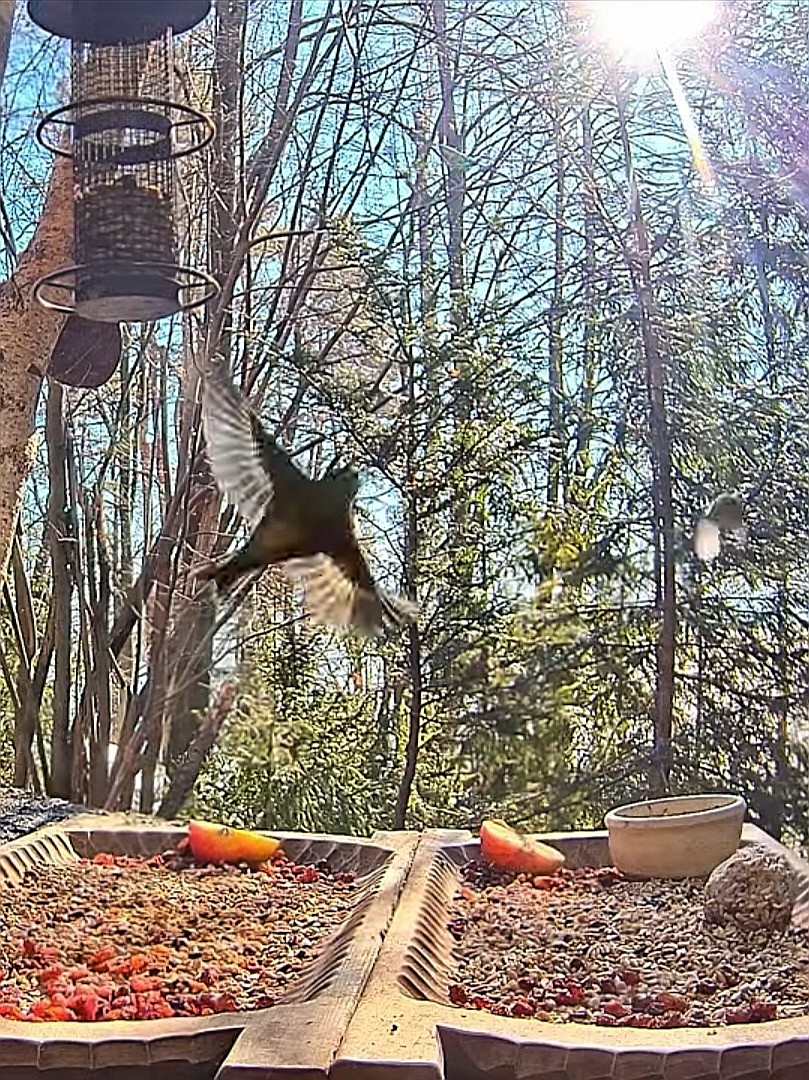 livebirdspoland_5a14ddc38391a3c12be8ca534fe791e6.jpg