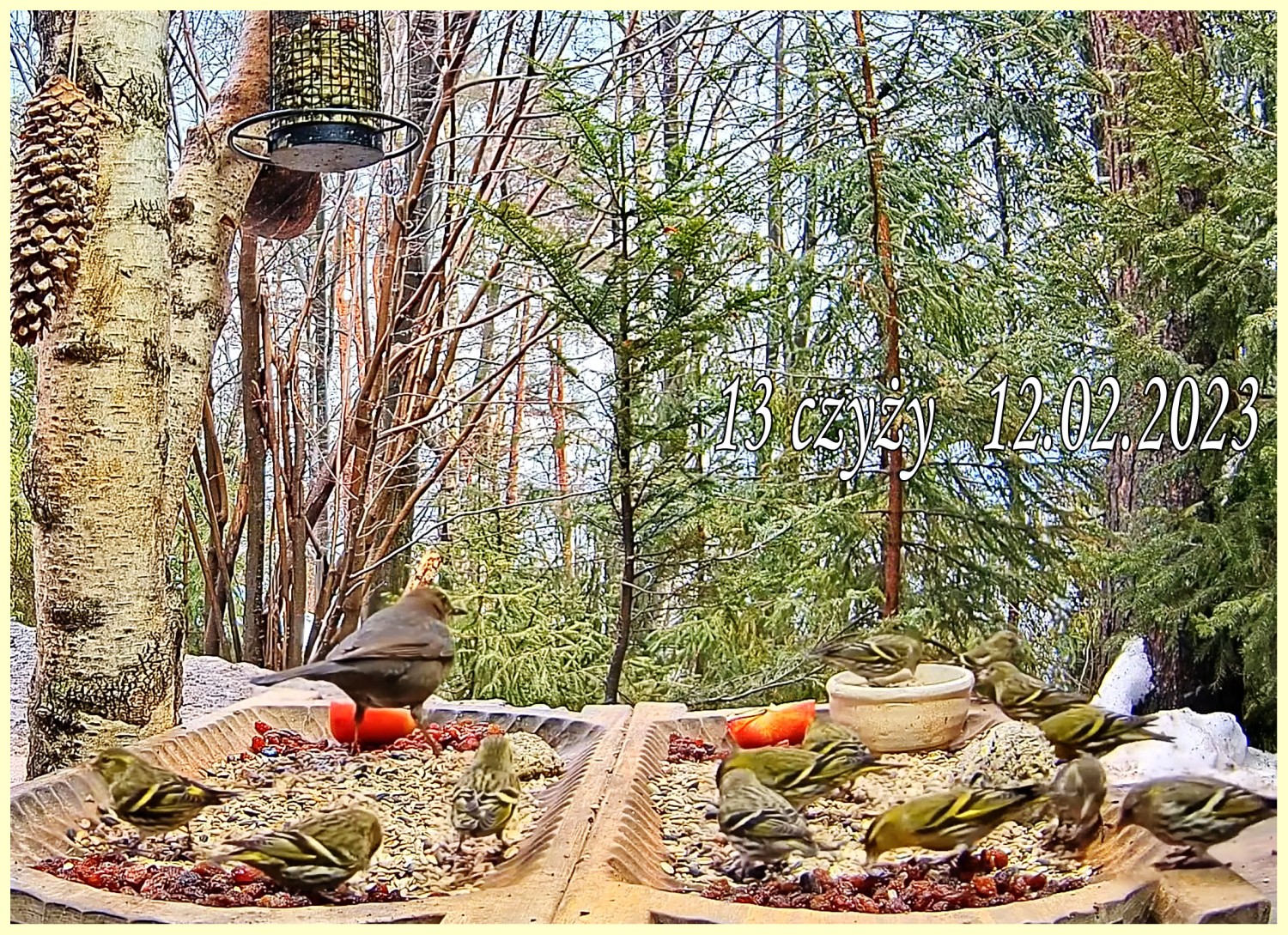 livebirdspoland_1ebc6ee5fcb24b141ef5a1dfd9d765c4.jpg