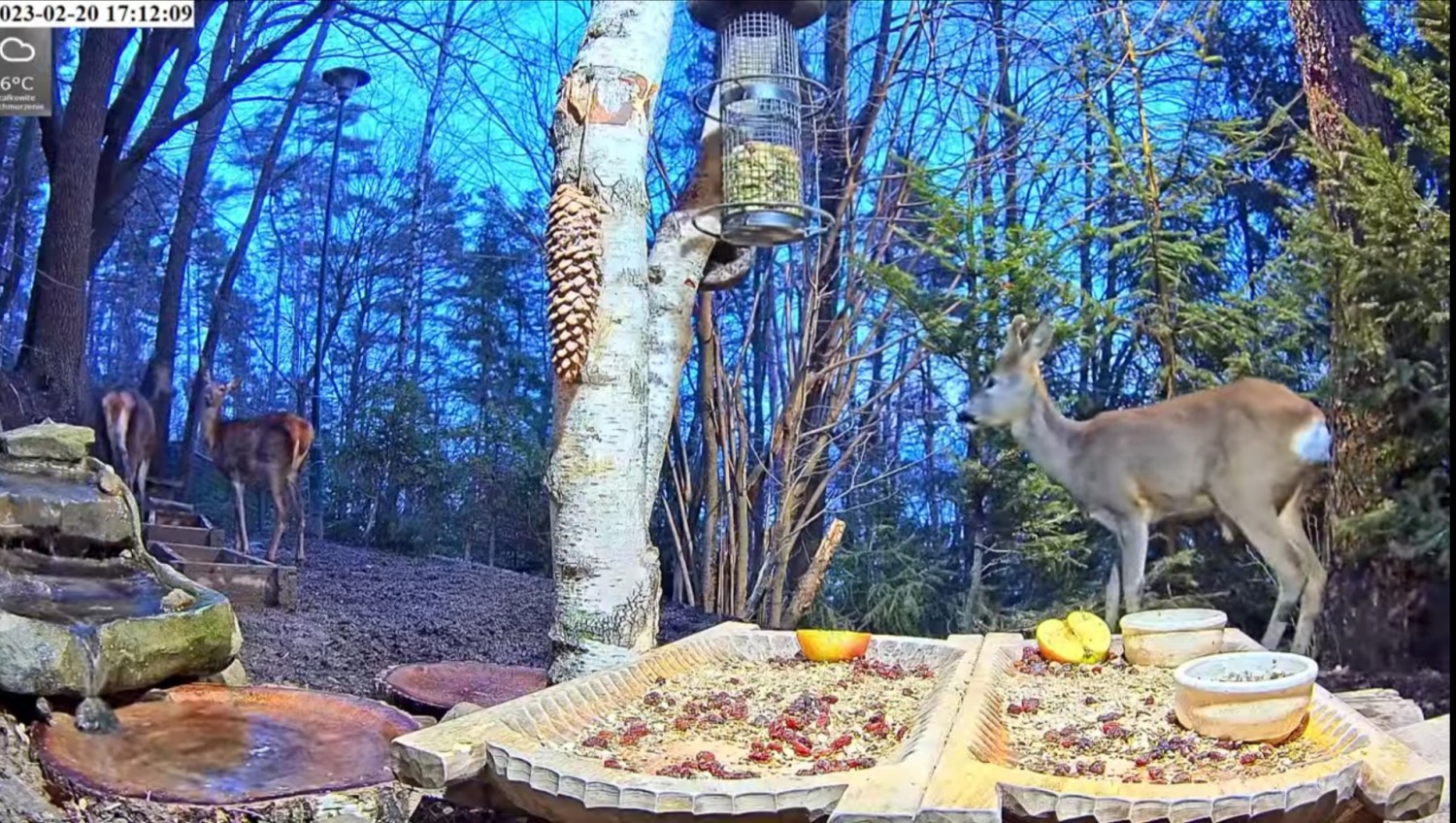livebirdspoland_84cd03f8a976a8898dee9d25f91d0704.jpg
