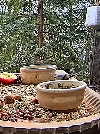livebirdspoland_3c65f8d77b147ca7769bf20e58a376c8.jpg